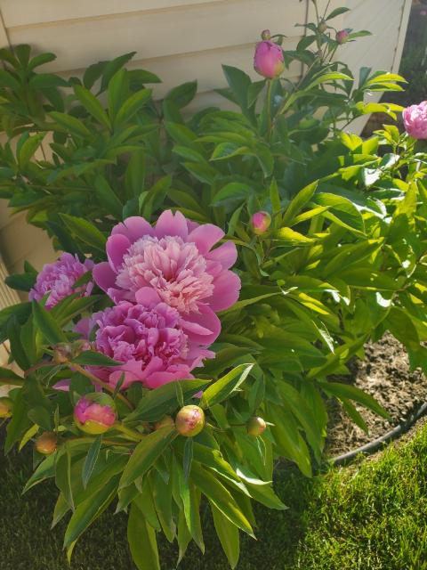 How to Get Bigger Blooms with the Right Fertilizer