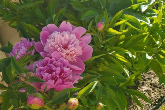 How to Get Bigger Blooms with the Right Fertilizer