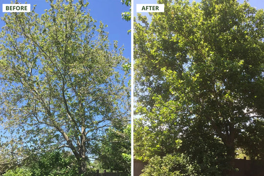 Best Summer Fertilizer Practices for Trees in Hot Climates