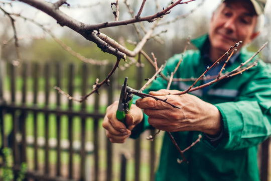 What is the Best Shrub Fertilizer? A Guide to Healthy, Thriving Shrubs